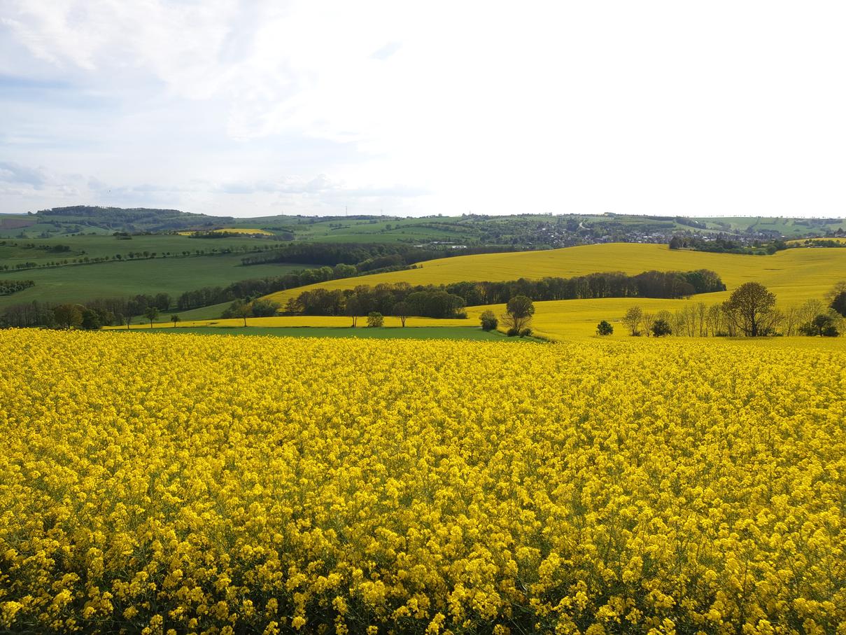 Rapeseed Ocean